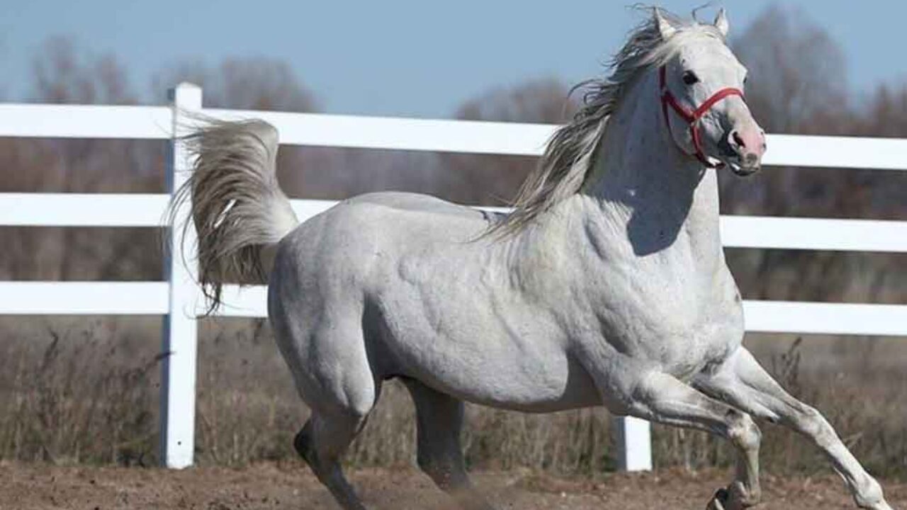 Katar’a şampiyon atlara “sperm” satmak!