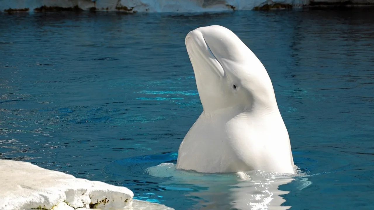‘Rusya’nın casus balinası’ İsveç kıyılarında görüldü