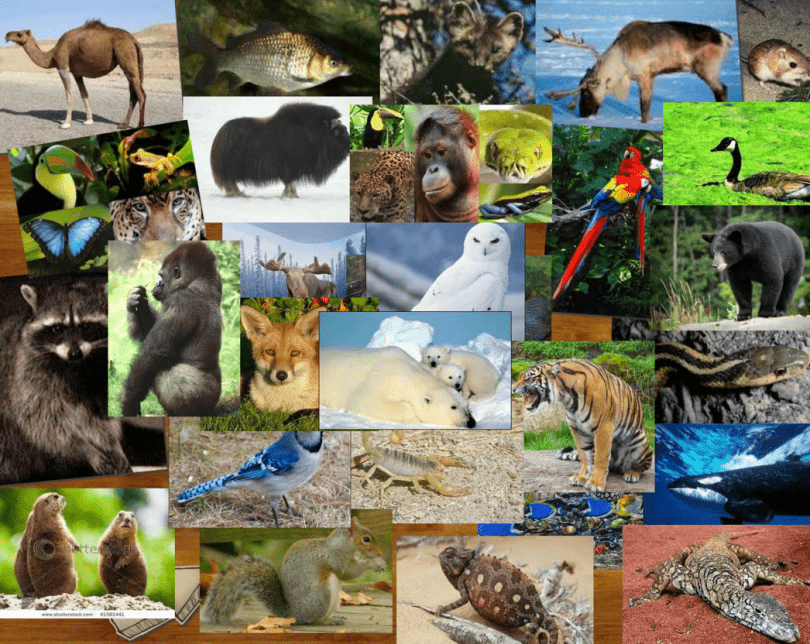 En tuhaf 11 hayvan ve özellikleri