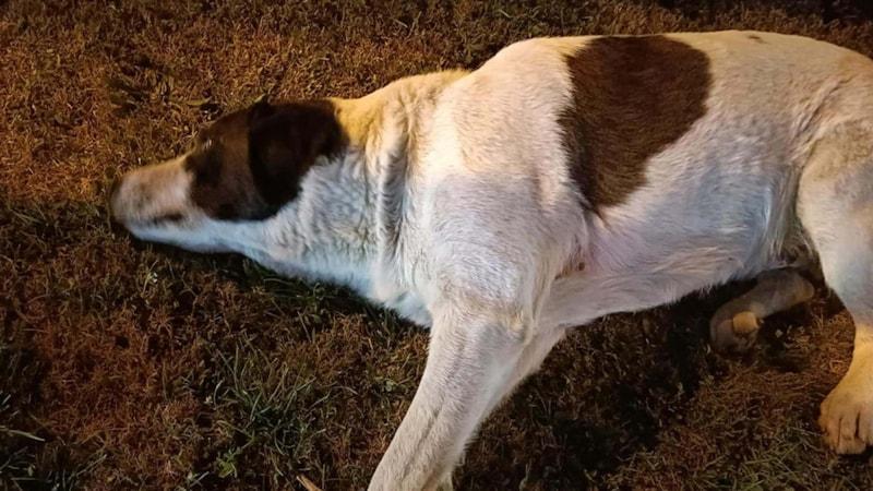 İzmir’de vahşet… 13 köpeği zehirlediler