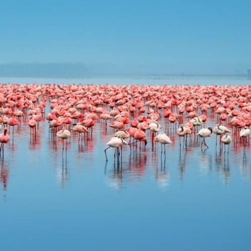 Flamingo cennetini de kuraklık vurdu