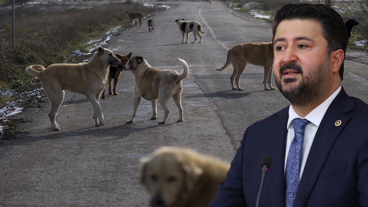 AKP: 2030’da 50 milyon sahipsiz köpeğin olabilir