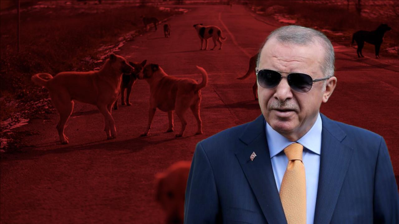 Erdoğan, odak noktasını sokak hayvanları ve CHP’liler