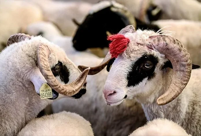 Bolu’da Kurban Bayramı Öncesi: fahiş fiyatlar