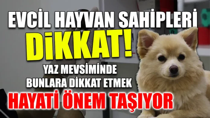 Evcil hayvan sahipleri dikkat: Yaz mevsiminde bunlara dikkat etmek hayati önem taşıyor
