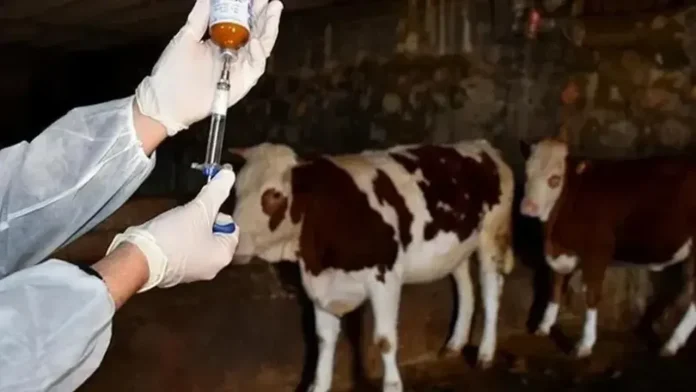 Şap Alarmı: Türkiye Genelinde Hayvan Satışları Durduruldu