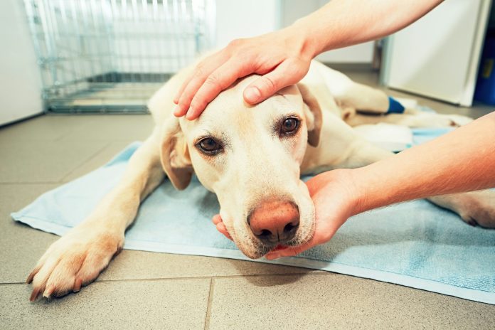 Köpekler kanser tedavisinin sırlarını çözmeye nasıl yardımcı olabilir?
