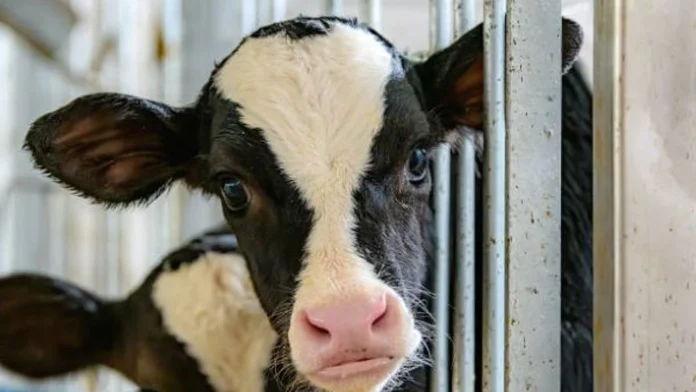 Deli Dana Hastalığı Deli Dana Hastalığı