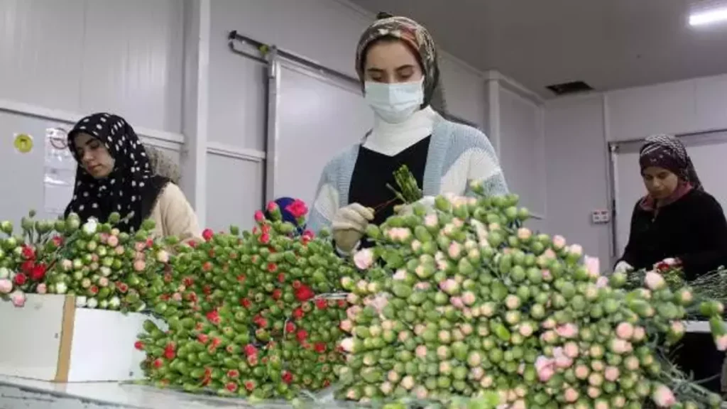 62246567eb10bb132893db4e