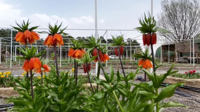 ters laleyi koparmanin cezasi 19743716 2608 4 m