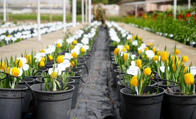 ters laleyi koparmanin cezasi 19743716 6663 1 m