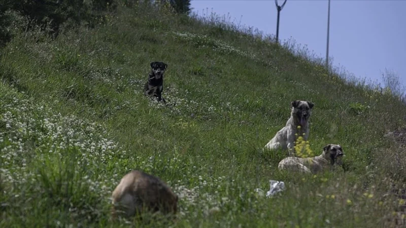 Şanlıurfa'da başıboş köpek dehşeti: Bakanlık inceleme başlattı