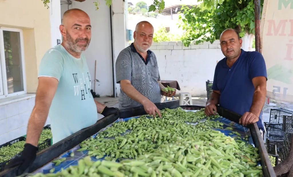 Eklem ağrısı, bağırsak sıkıntısı olan bunu yiyor! Aydın'da hasat başladı, kilosu 200 lira