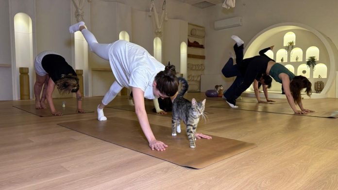 Sporsever kadınlar, yanlarında kedilerle yoga yaptı Sporsever kadınlar, yanlarında kedilerle yoga yaptı