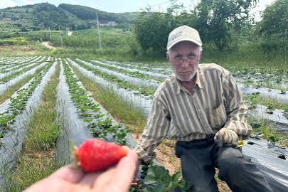 Çilek hasadı başladı: Kilosu 65 lira!