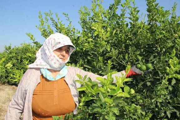 İlk ürünler dalından koparıldı